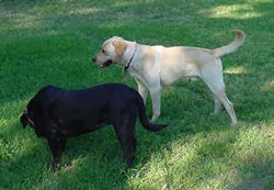 Emma & Maverick