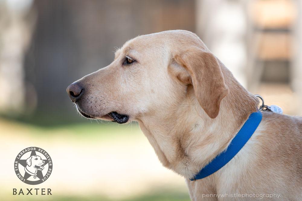 Lone Star Labrador Retriever Rescue Available Dogs