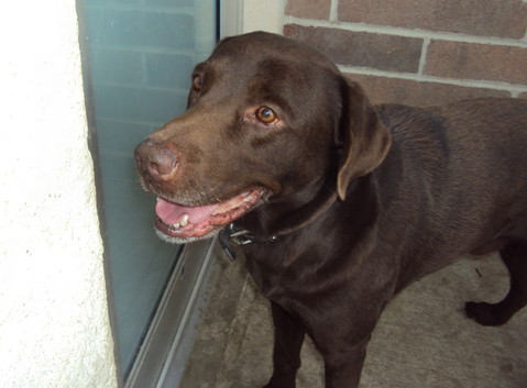 Bosley