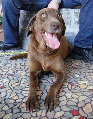 Daphne