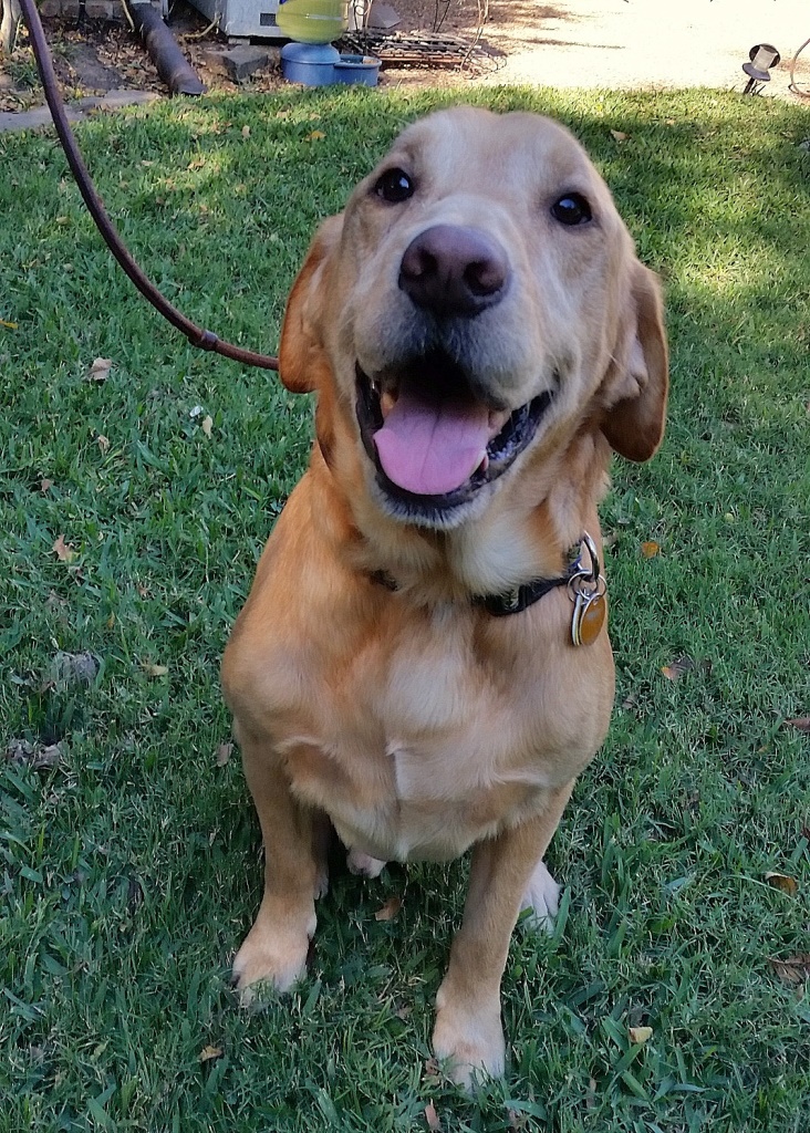 Lone Star Labrador Retriever Rescue Available Dogs