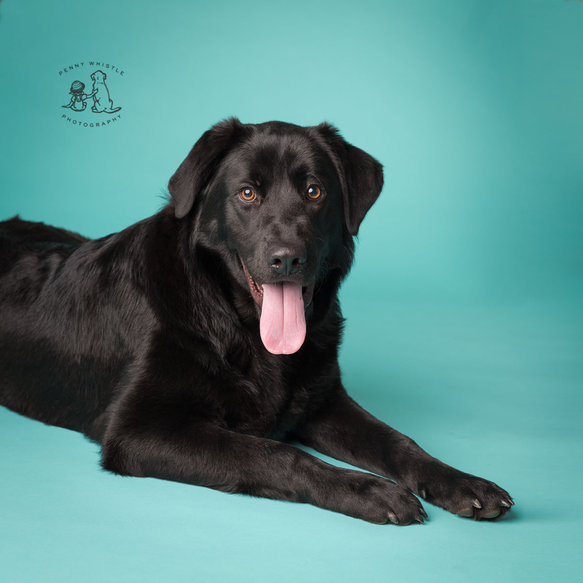 Labrador Retriever Rescue Dog / Adopted 2018 Brookline Labrador