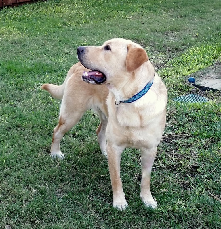 Lone Star Labrador Retriever Rescue Available Dogs