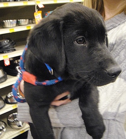 Maverick