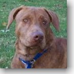 Charlie IV (now Bevo)