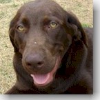 Dixie (now Scout)