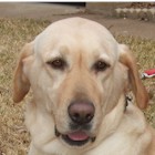 Macy