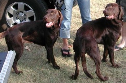 Clemmy and Cawl Clemmy and Cawl